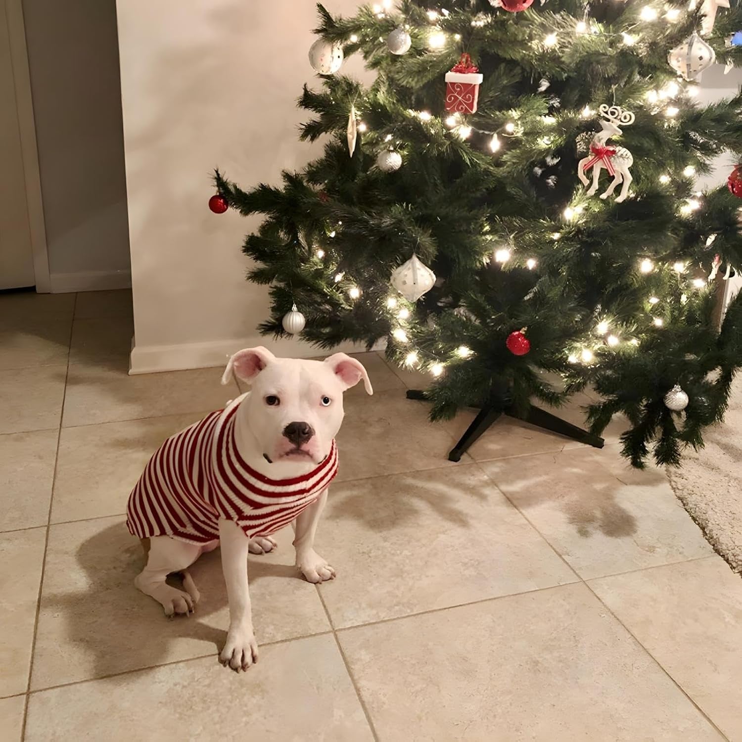 Santa Claus Pet Sweater Dog Sweaters Cold Weather Outfit for Small to Medium Sized Dogs and Cats for Christmas Day (Santa Claus, X-Large)